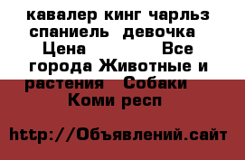 кавалер кинг чарльз спаниель -девочка › Цена ­ 45 000 - Все города Животные и растения » Собаки   . Коми респ.
